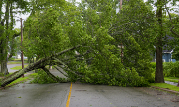 An image of a large tree that has broken and fallen onto a neighborhood road.